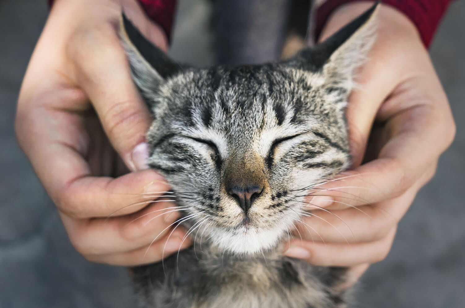Spaying your cat: tips on keeping her healthy, even after surgery