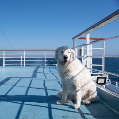 Image Link For Viaggiare in crociera con il cane