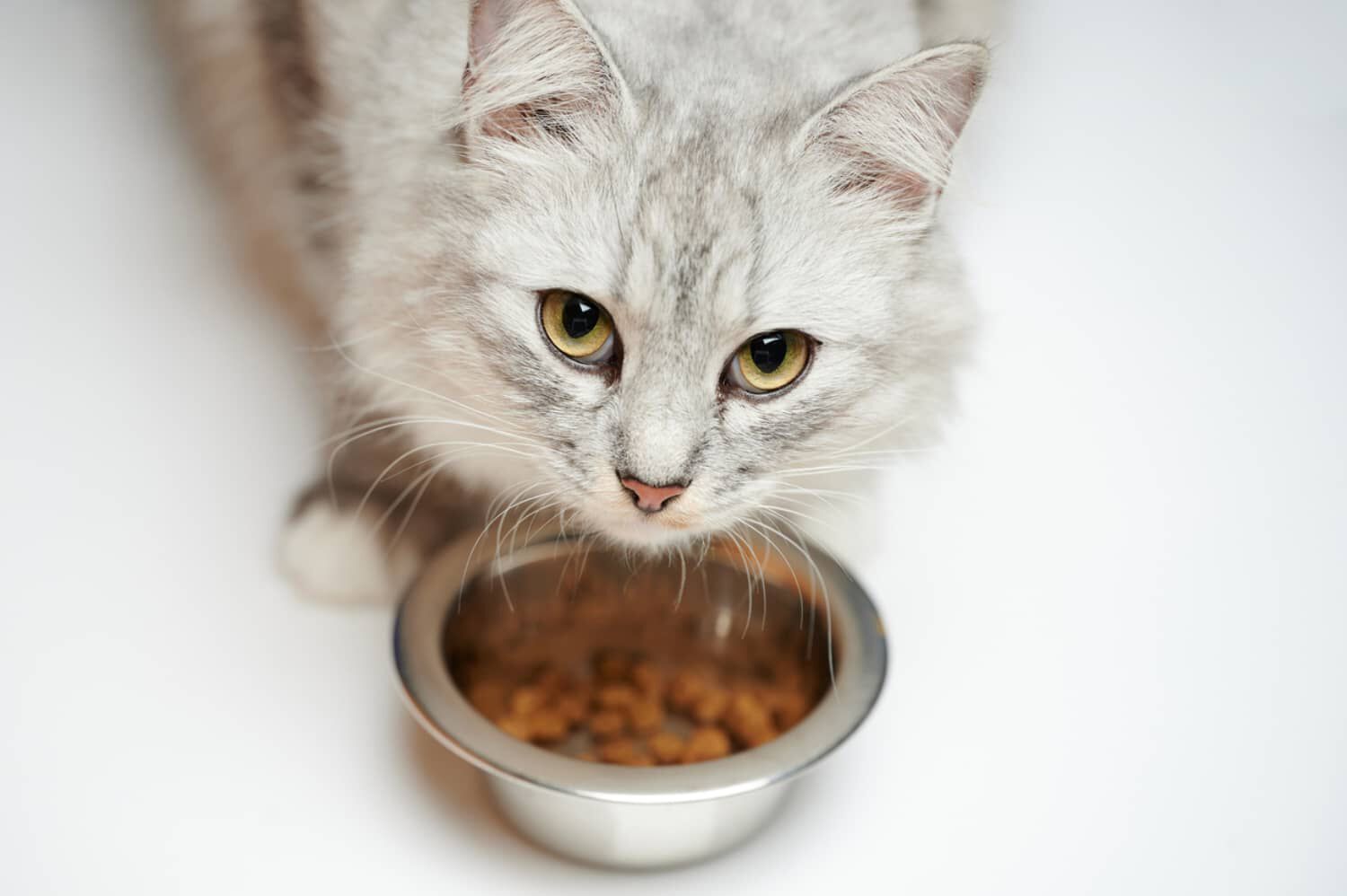 LA CORRETTA ALIMENTAZIONE DEL GATTO