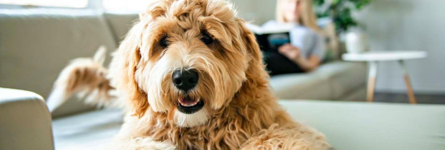 Quanto sai del tuo migliore amico? Ecco 9 curiosit&agrave; sui cani
