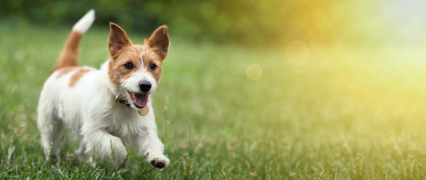 Cosa bisogna sapere sul calore del cane