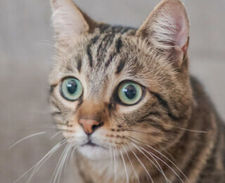 Image Link For Come gestire il gatto in casa