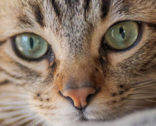 Image Link For Perch&eacute; il tuo gatto non mangia? Cause, soluzioni e consigli utili