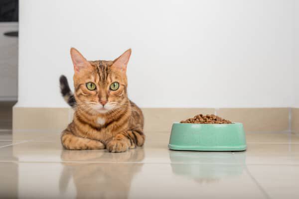 Image Link For CIBO MONOPROTEICO PER IL GATTO: TUTTO CI&Ograve; CHE DOBBIAMO SAPERE