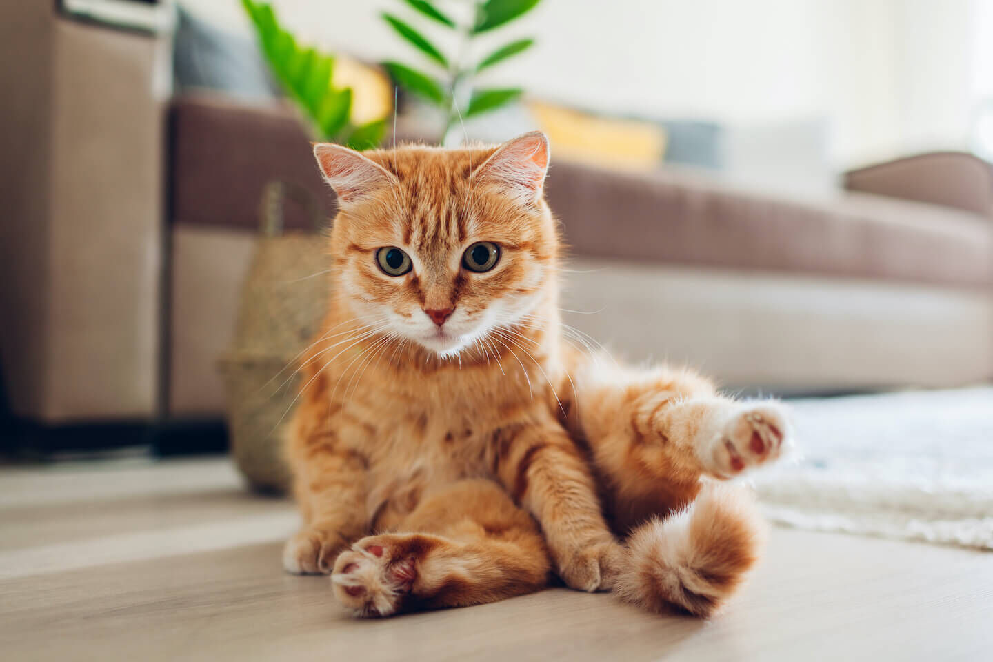 Come capire l&rsquo;et&agrave; dei gatti 