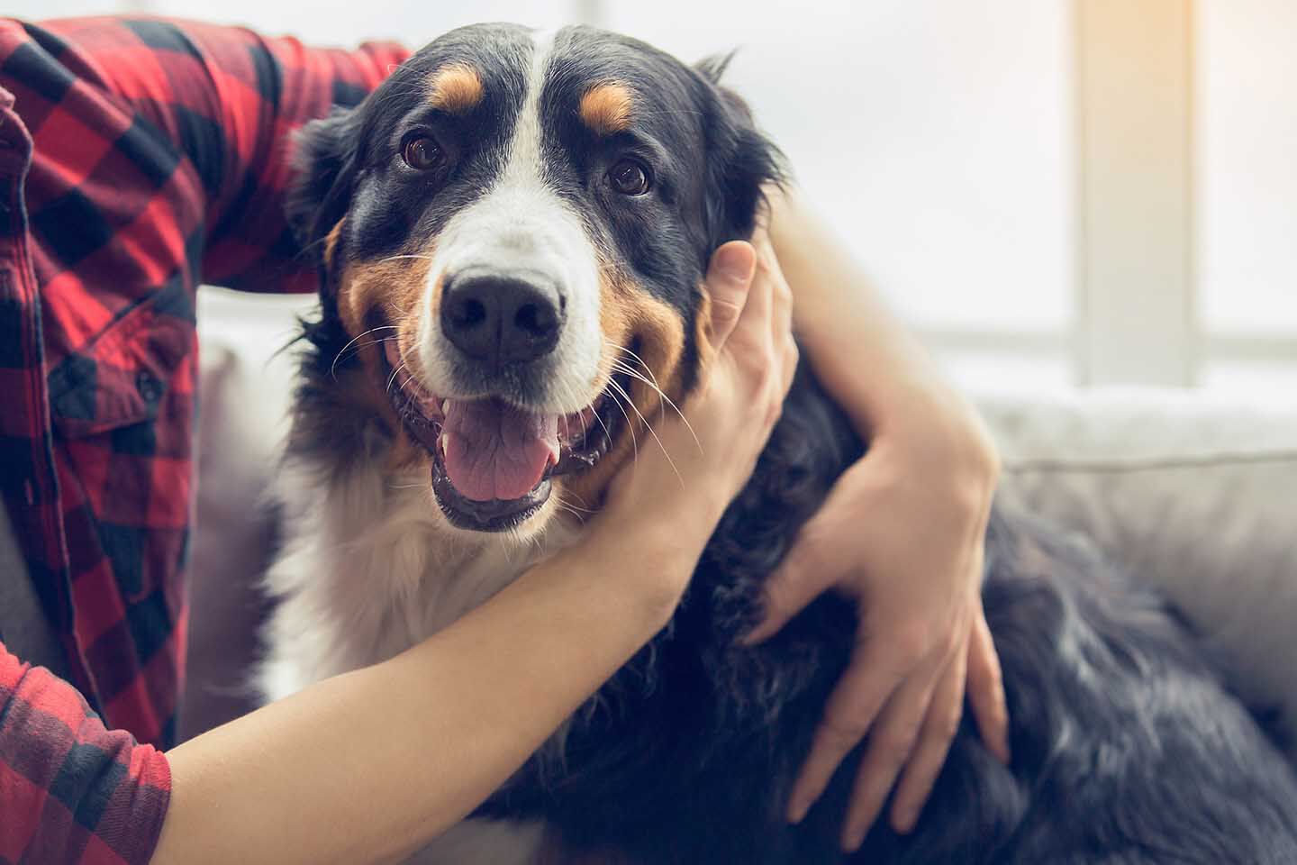 Il legame speciale con il mio cane