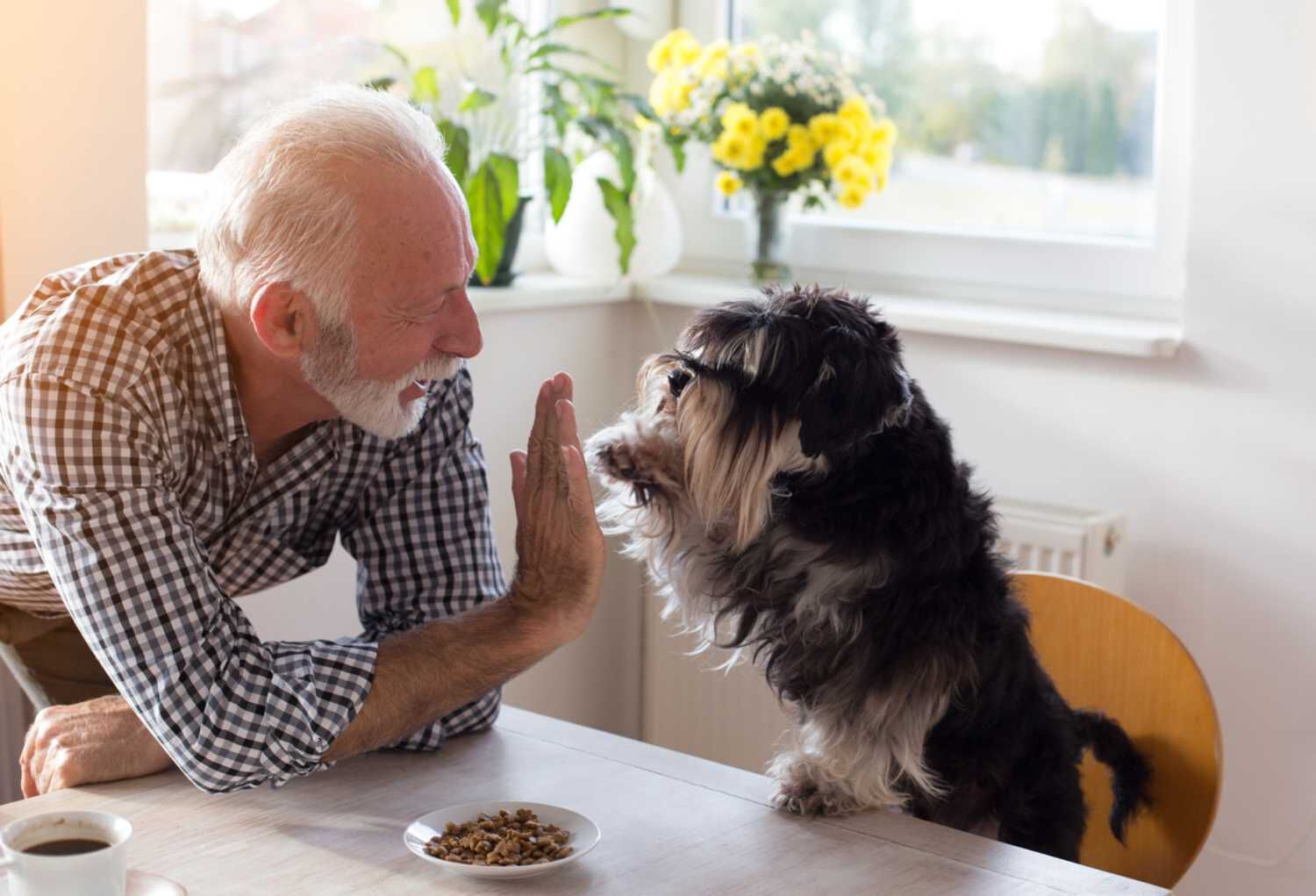 INSEGNARE AL CANE A DARE LA ZAMPA: TRUCCHI E CONSIGLI