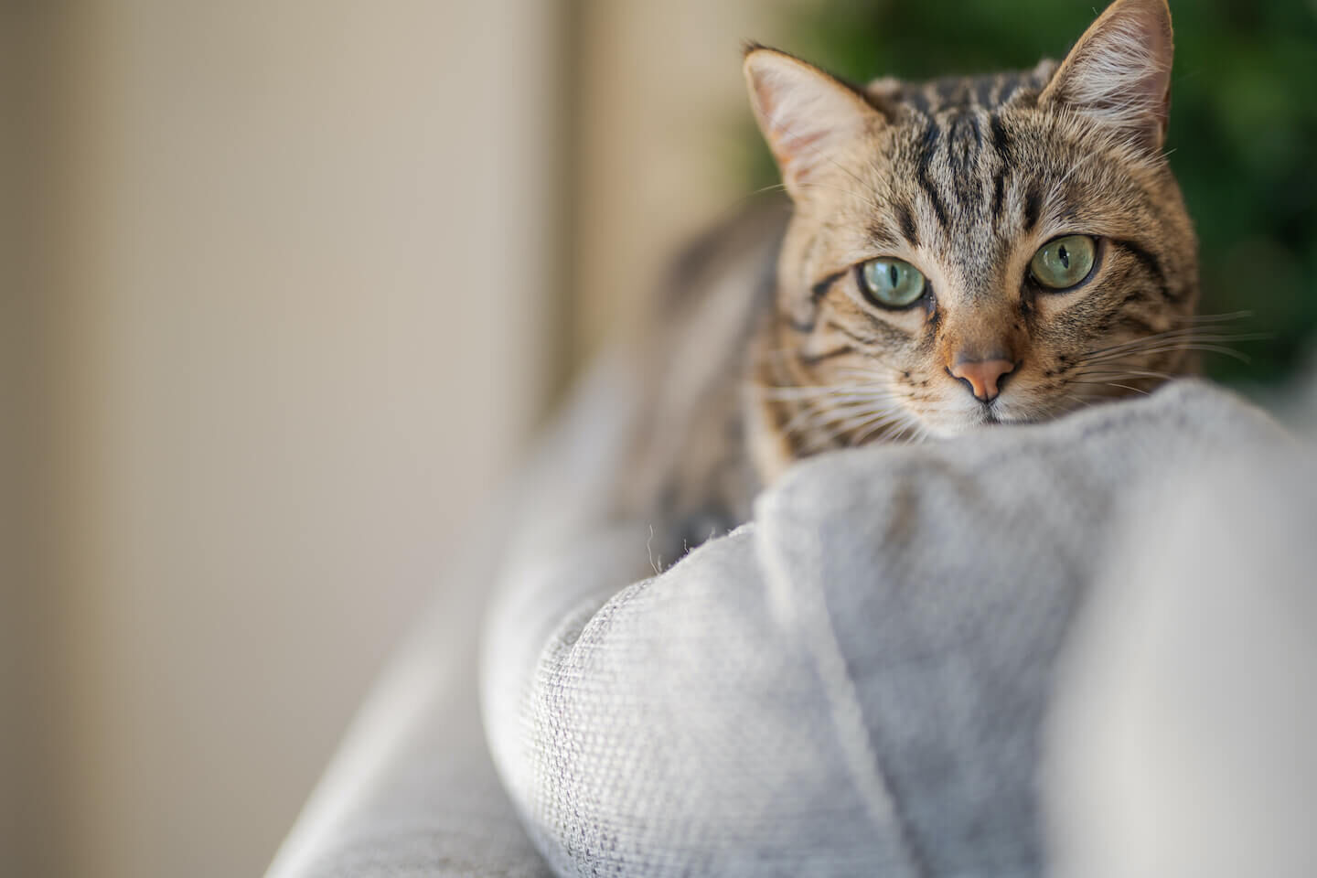 Come vedono i gatti? 