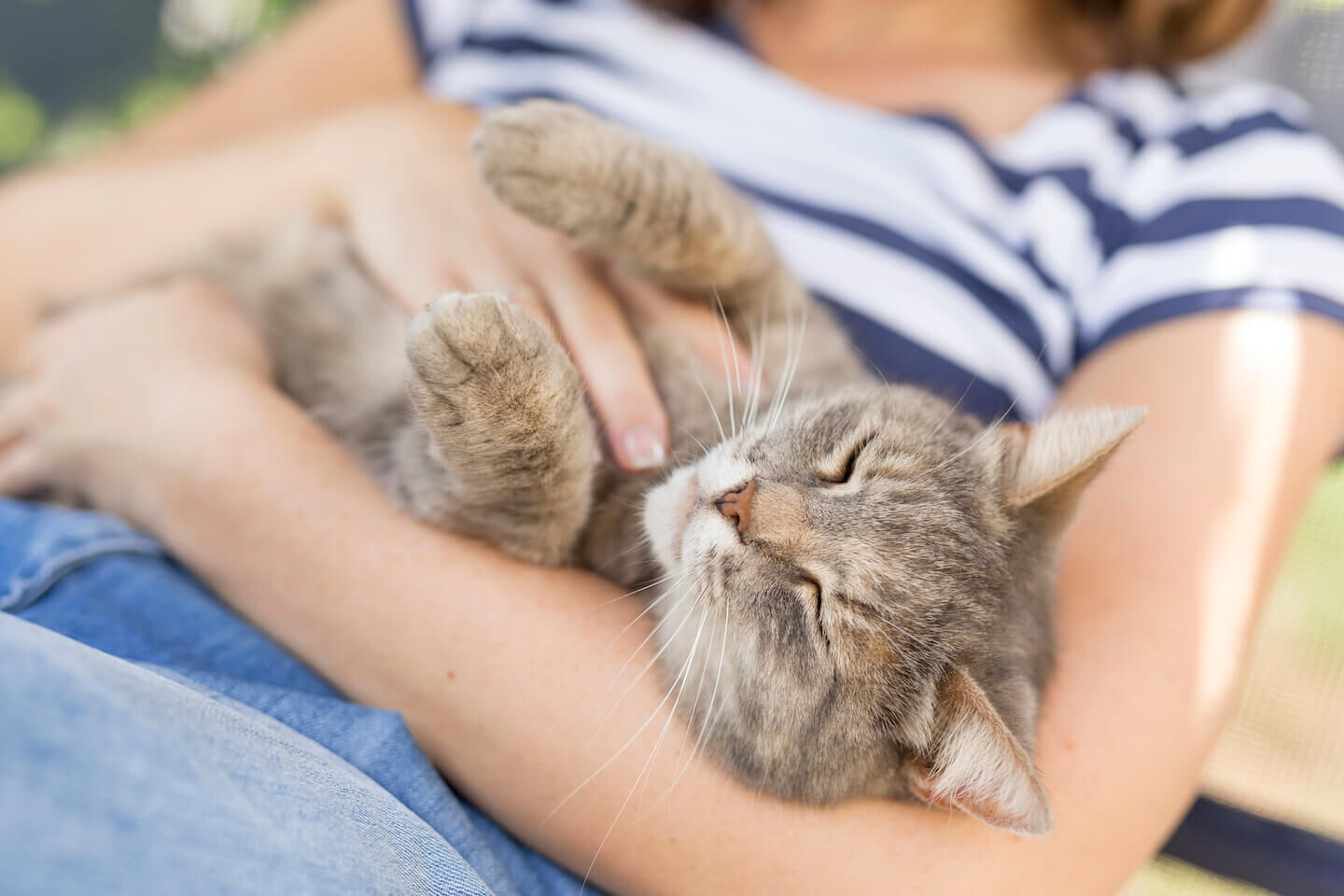 Portare il gatto in vacanza: come organizzarsi