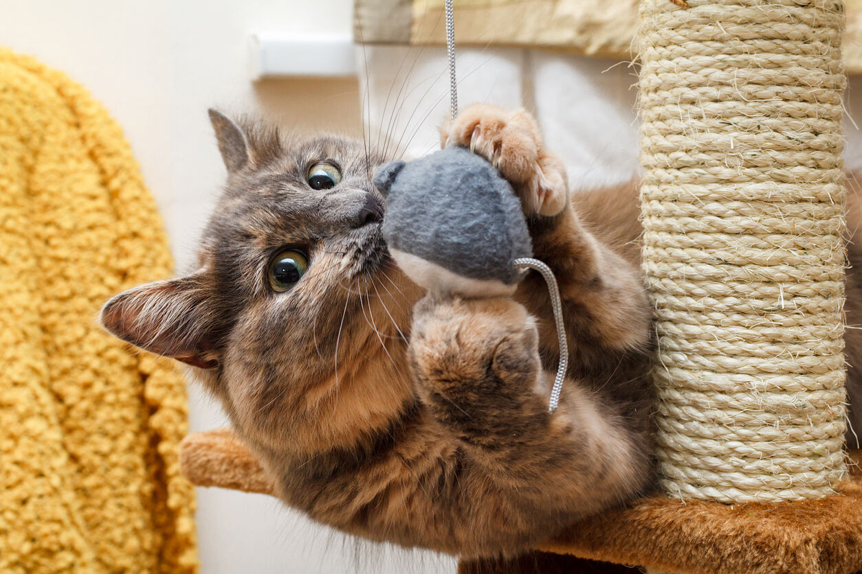 Los mejores juegos para tu gato
