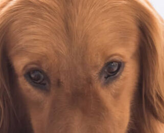 Image Link For I piselli nell&rsquo;alimentazione del cane  