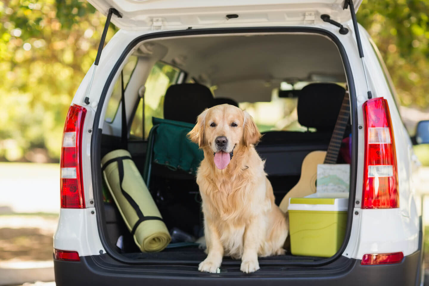 In vacanza col cane: i consigli prima di partire e durante la vacanza