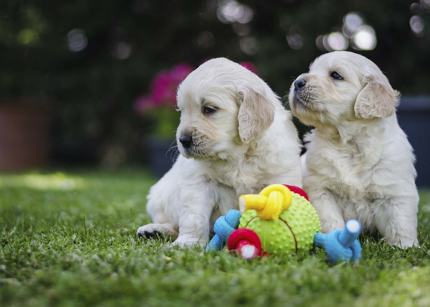 L&rsquo;et&agrave; dei cani