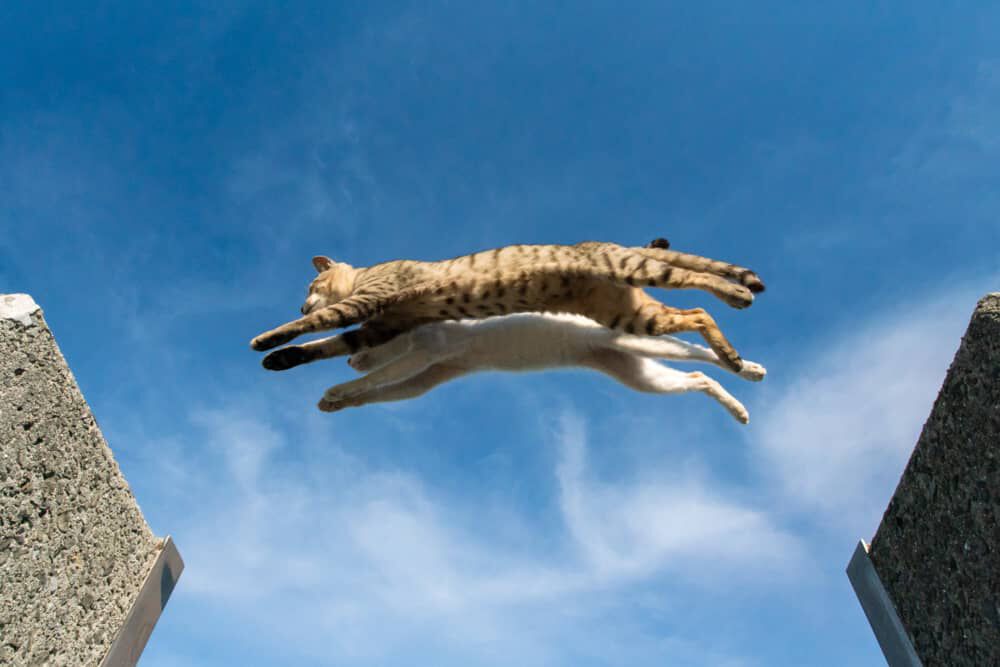 Perch&eacute; la coda &egrave; cos&igrave; importante per il gatto?