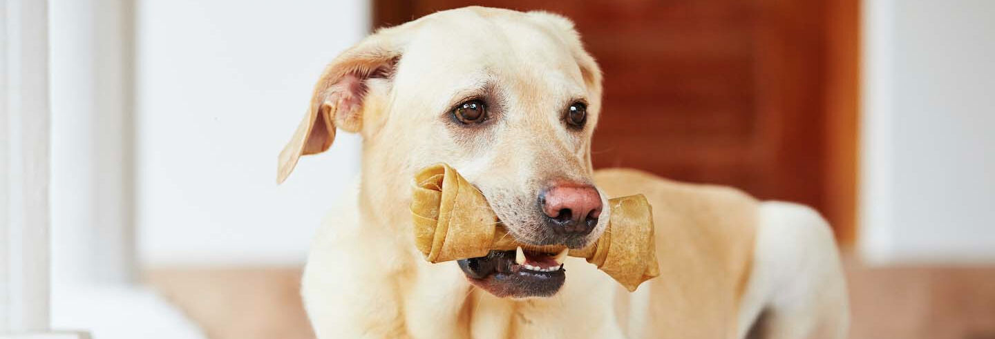 Pulizia dei denti del cane: ecco come farla bene e i suoi benefici