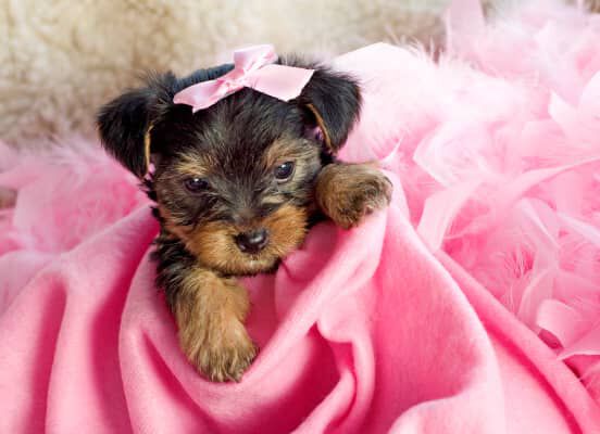 Image Link For COME RICONOSCERE UN CUCCIOLO MASCHIO O FEMMINA