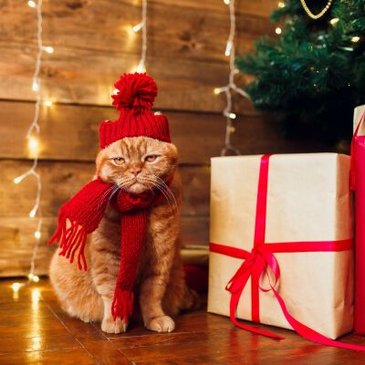 Image Link For L&rsquo;albero di Natale ed il gatto in casa: salviamo la tradizione