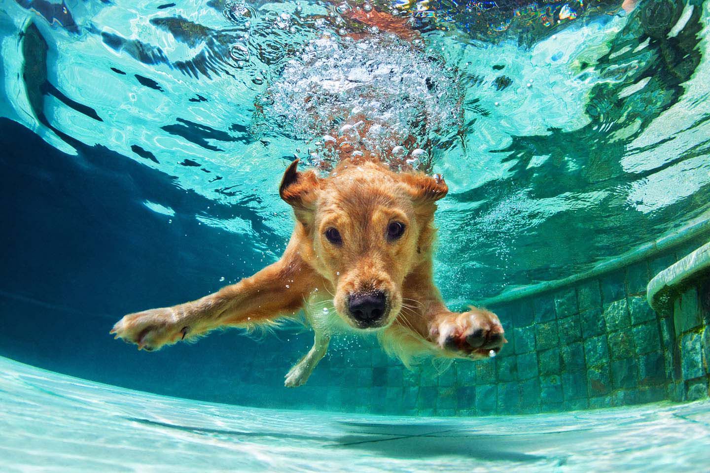 Qu&eacute; hacer si tienes un perro hiperactivo