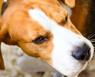 Image Link For Cane che si gratta: le cause pi&ugrave; comuni