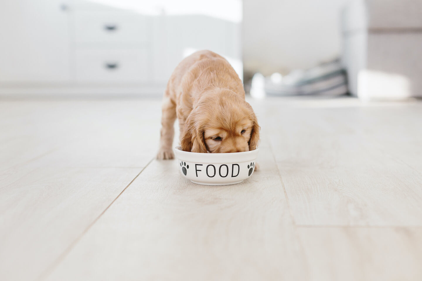 Concentrado de pi&ntilde;a en la nutrici&oacute;n del perro