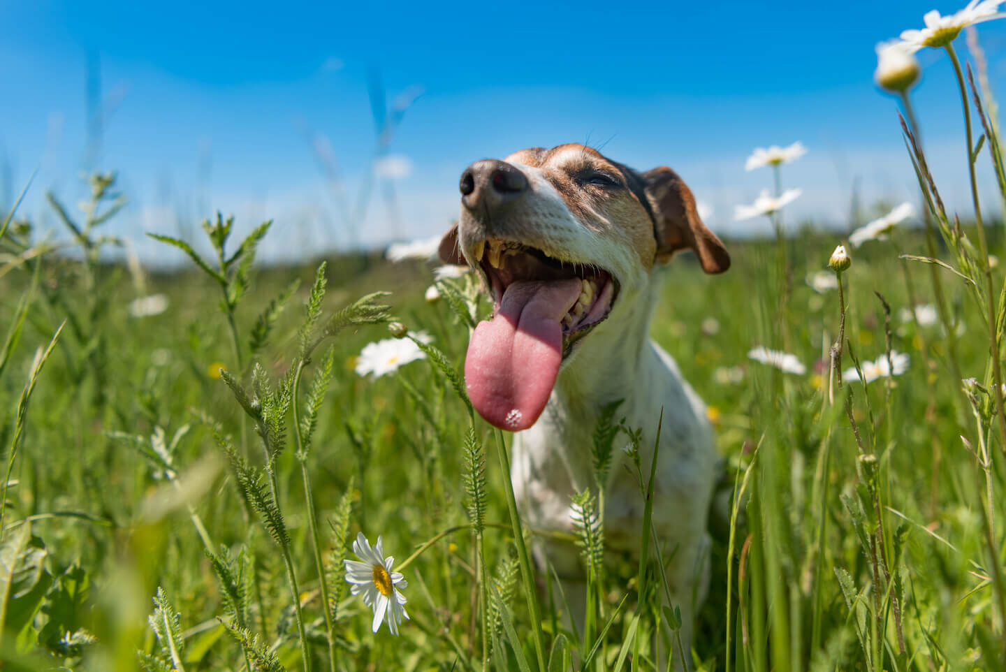 Anche i cani soffrono il caldo