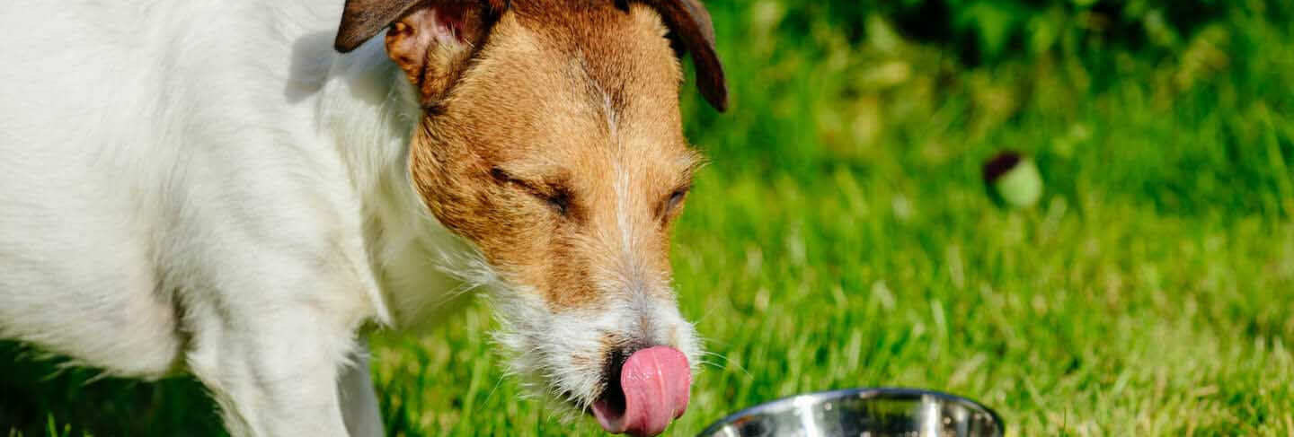 Cibo umido per cani 