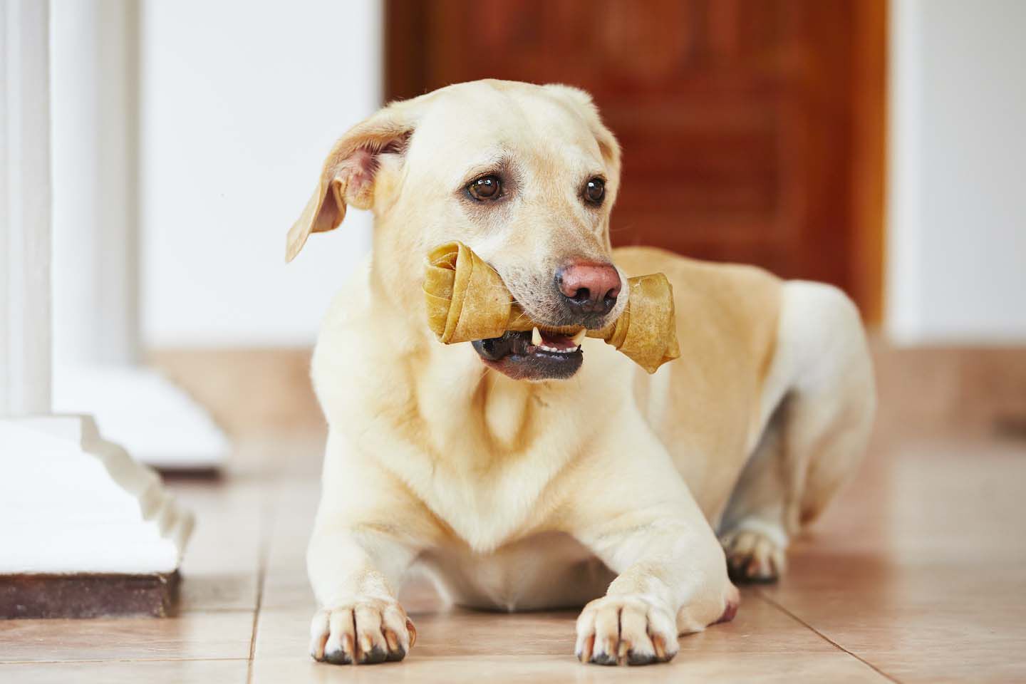 Pulizia dei denti del cane: ecco come farla bene e i suoi benefici