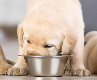 Image Link For Tutto quello che bisogna sapere sull&rsquo;alimentazione di un cane cucciolo