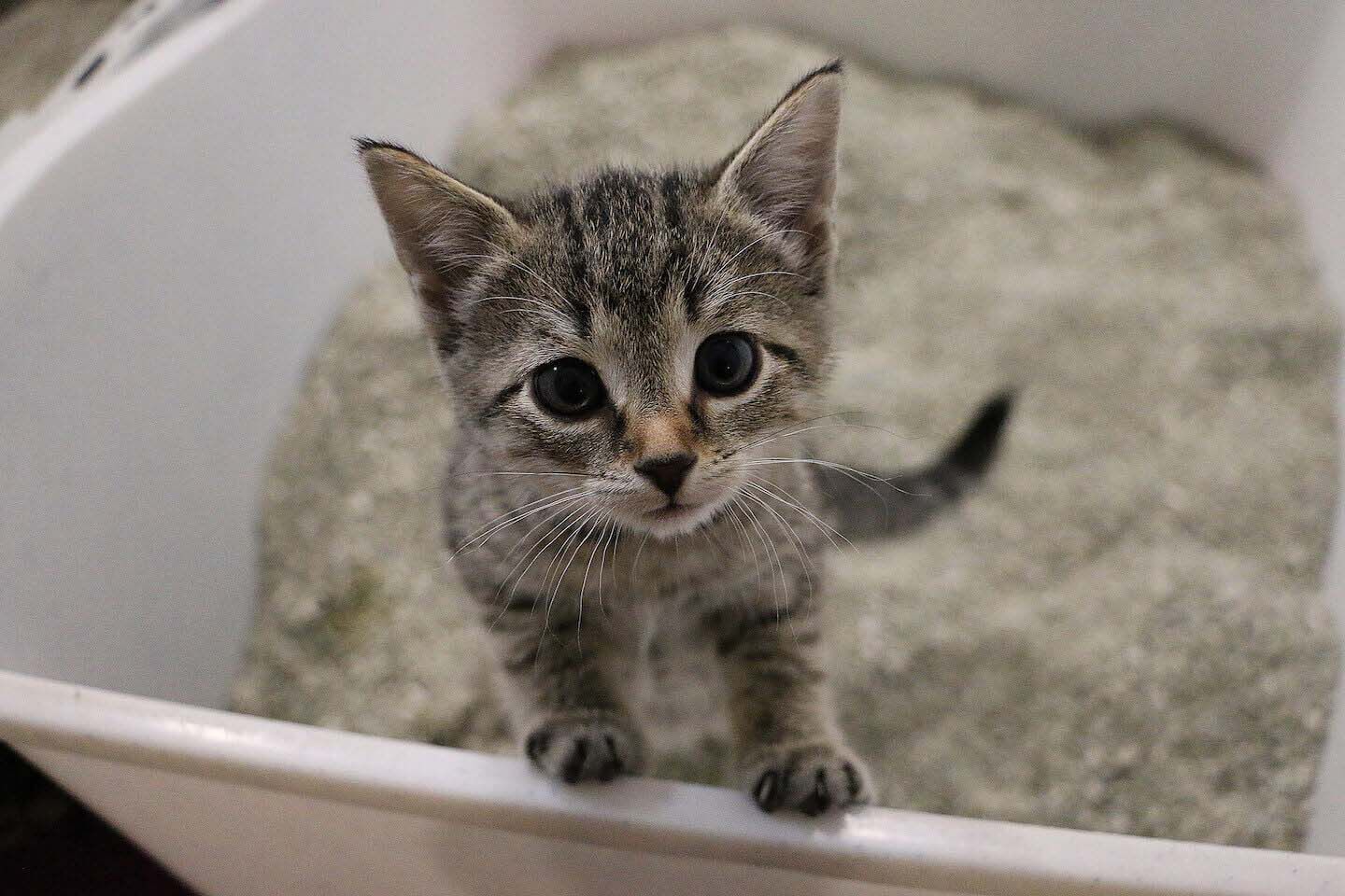 Come educare i gatti alla lettiera