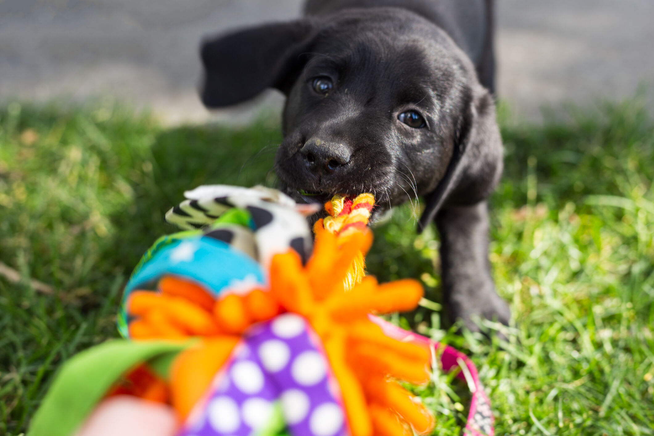 Giochi &ldquo;fatti in casa&rdquo; per il nostro cane