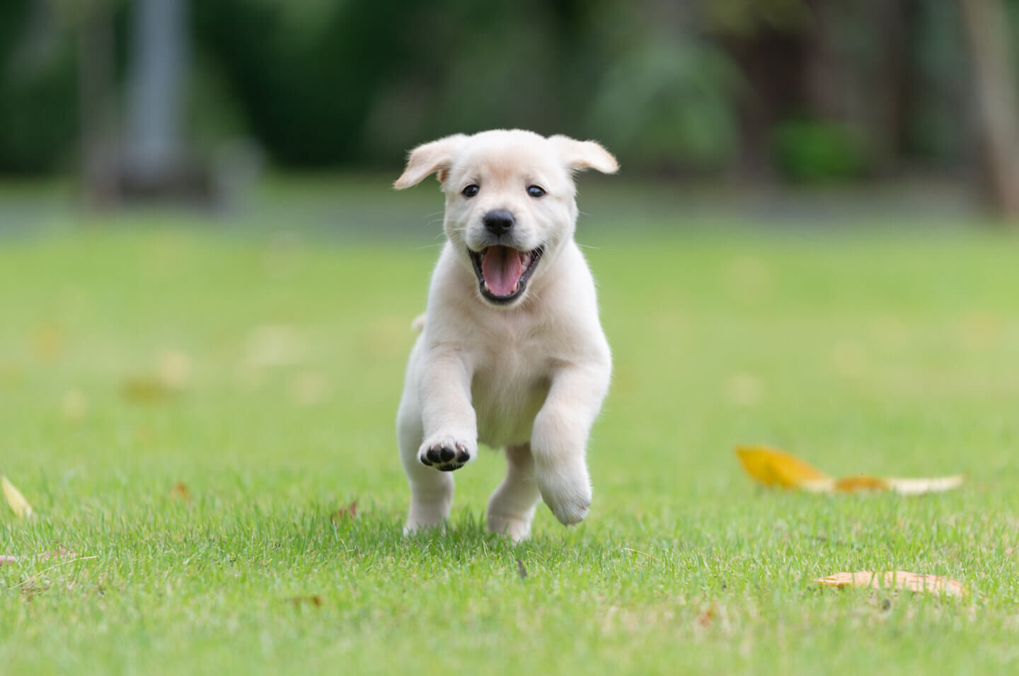 Consigli pratici su come svezzare un cucciolo