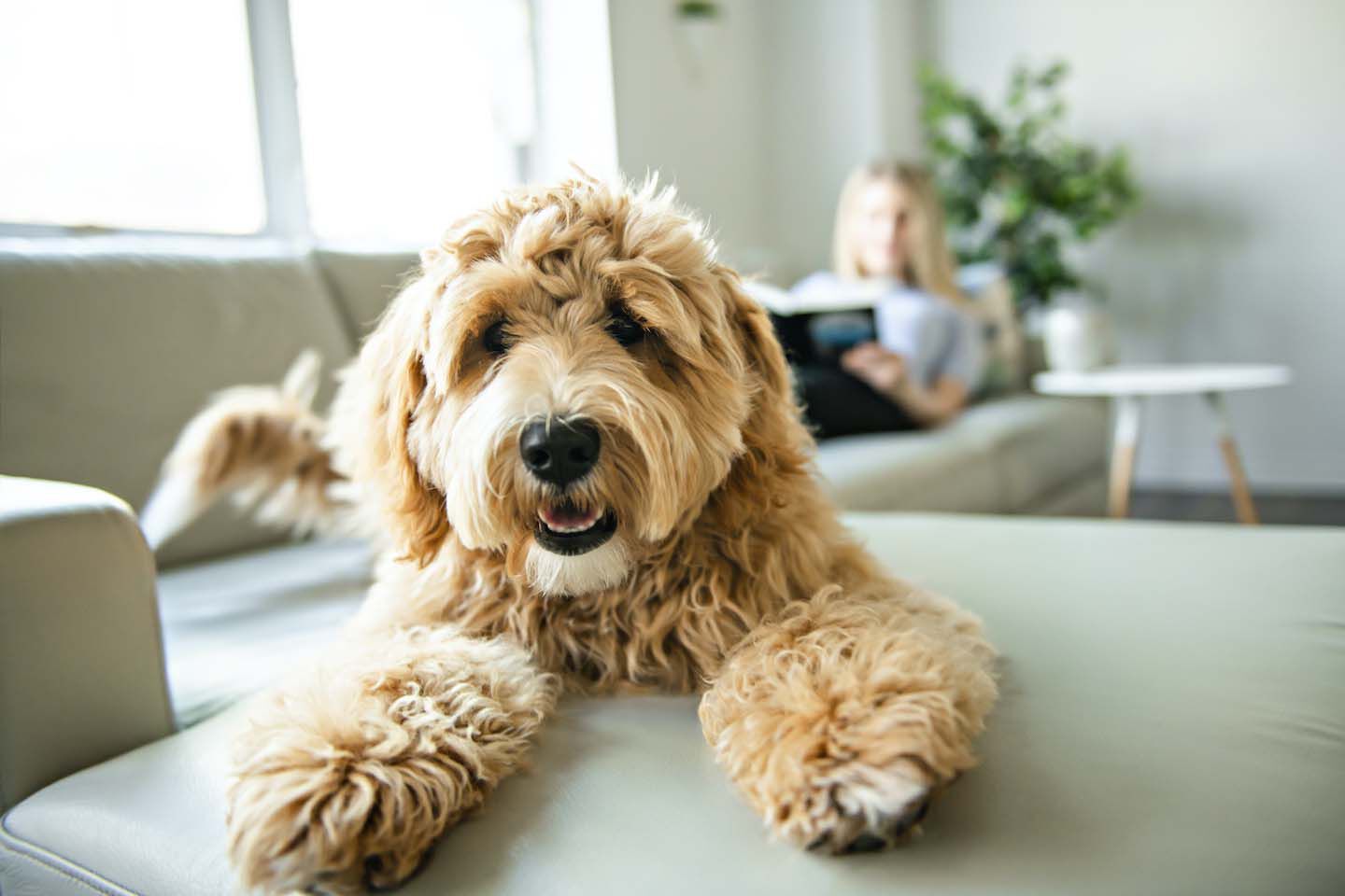 Quanto sai del tuo migliore amico? Ecco 9 curiosit&agrave; sui cani