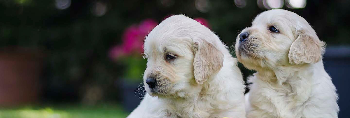 L&rsquo;et&agrave; dei cani