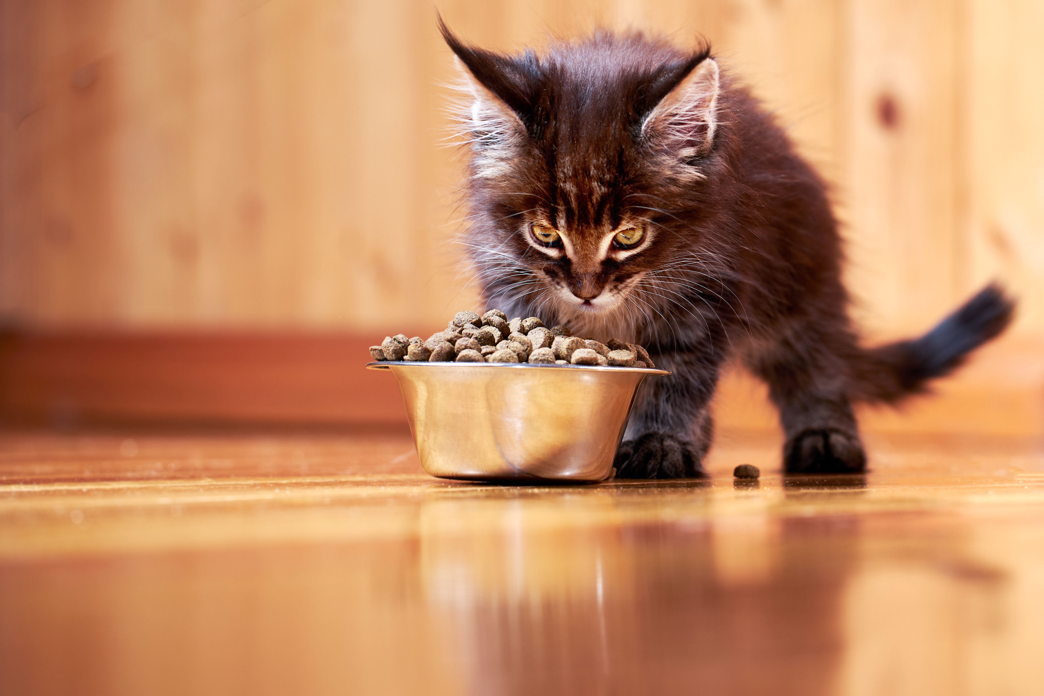 Quanto deve mangiare un gattino di 2 mesi? Guida completa all&rsquo;alimentazione