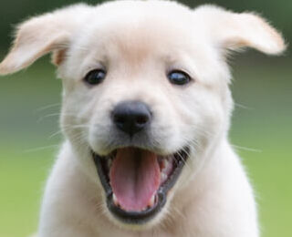 Image Link For Consigli pratici su come svezzare un cucciolo