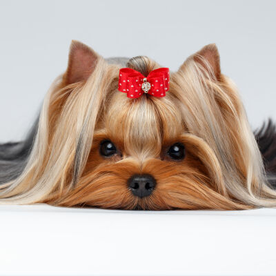 Image Link For Scopri qui il nome che puoi dare alla tua nuova e dolcissima cagnolina