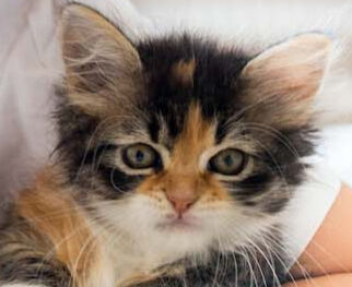Image Link For Gatto appena nato: dal primo giorno al primo anno di vita