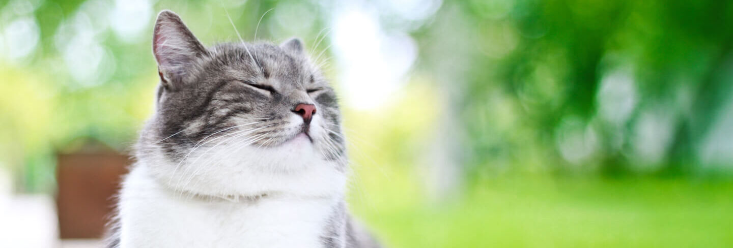 Consigli per far ambientare il gatto in giardino