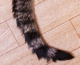 Image Link For La coda del gatto ed il significato dei suoi movimenti