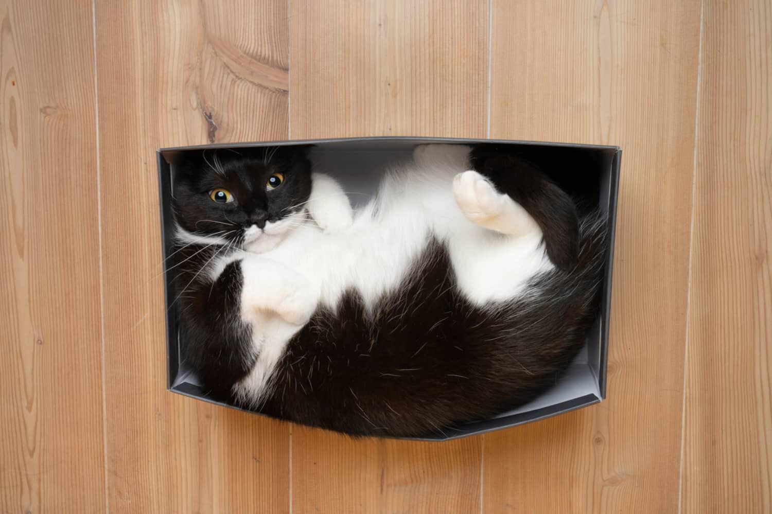 PERCH&Eacute; I GATTI AMANO LE SCATOLE DI CARTONE?&nbsp;