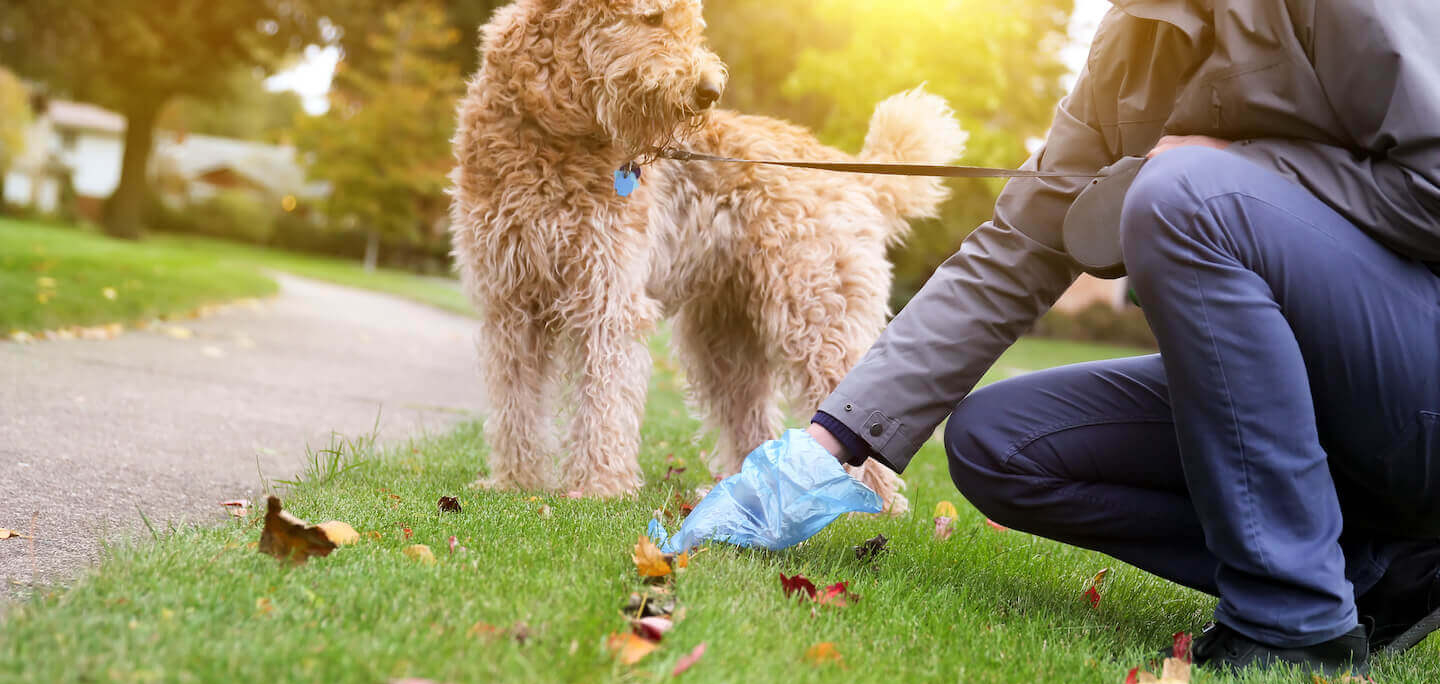 Come insegnare al cane a fare i bisogni fuori