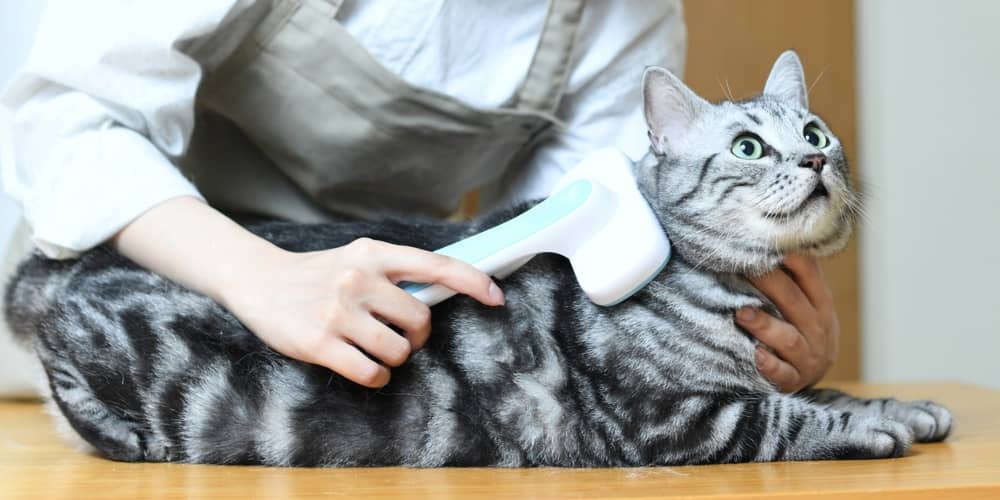 COME E PERCHÉ TOELETTARE UN GATTO