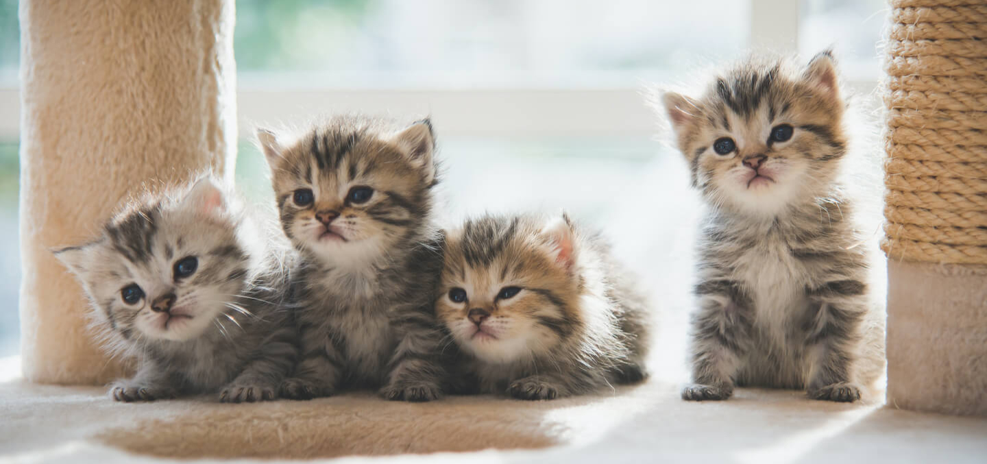 L’arrivo a casa di un gatto: cosa sapere