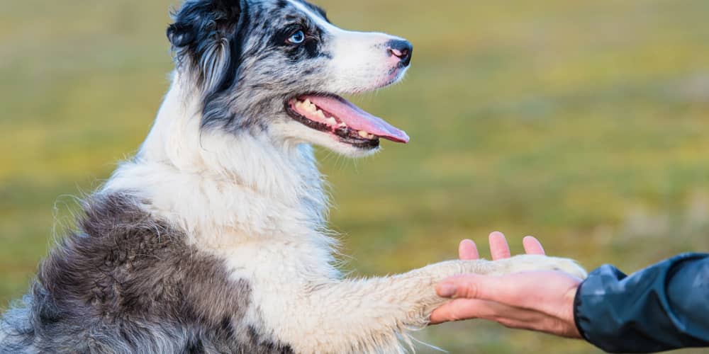INSEGNARE AL CANE A DARE LA ZAMPA: TRUCCHI E CONSIGLI