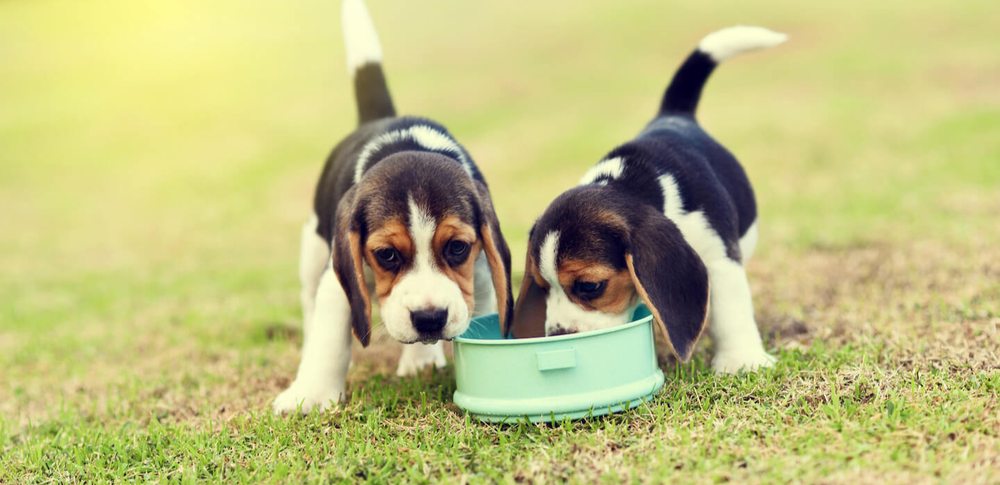 Tutto quello che bisogna sapere sull’alimentazione di un cane cucciolo