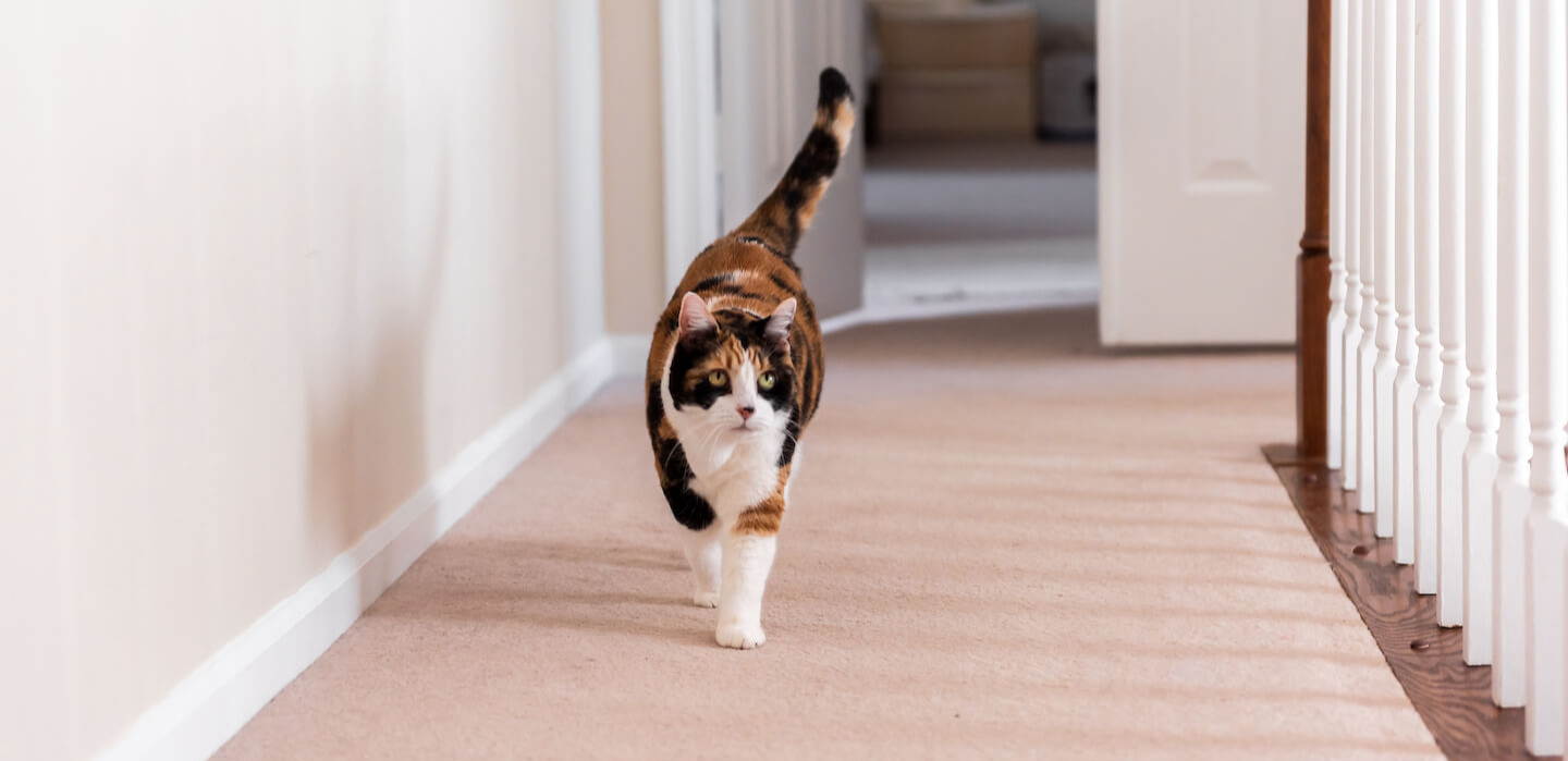 La coda del gatto ed il significato dei suoi movimenti