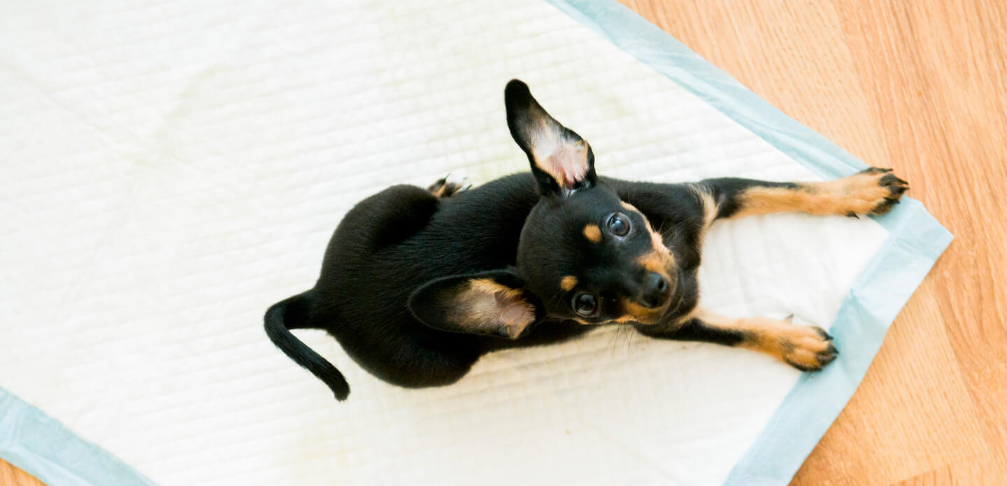 Come educare un cane a fare i bisogni