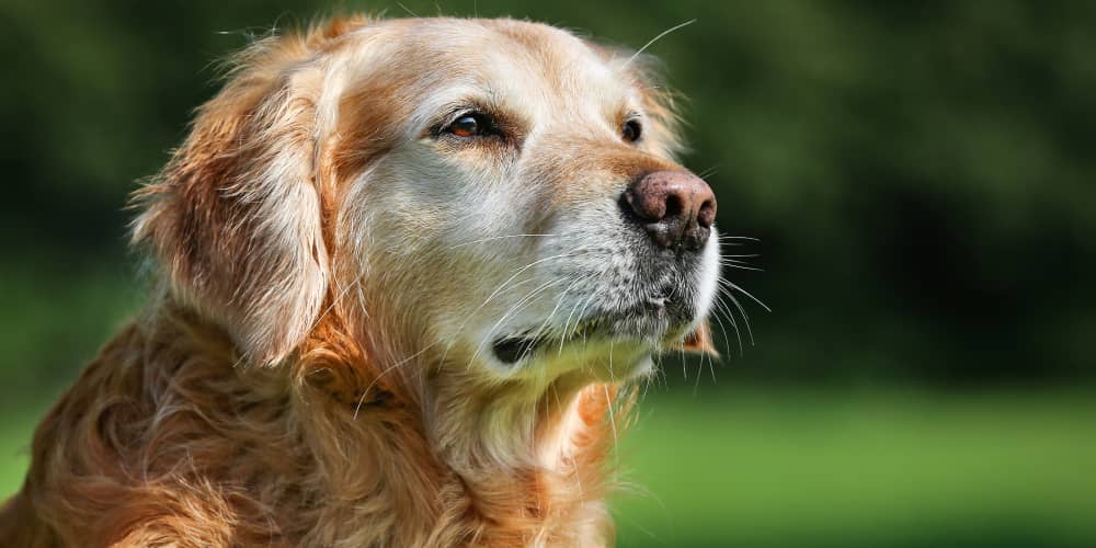 La mente del cane e i suoi pensieri