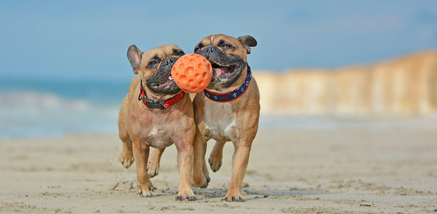 In spiaggia col cane: divertimento assicurato