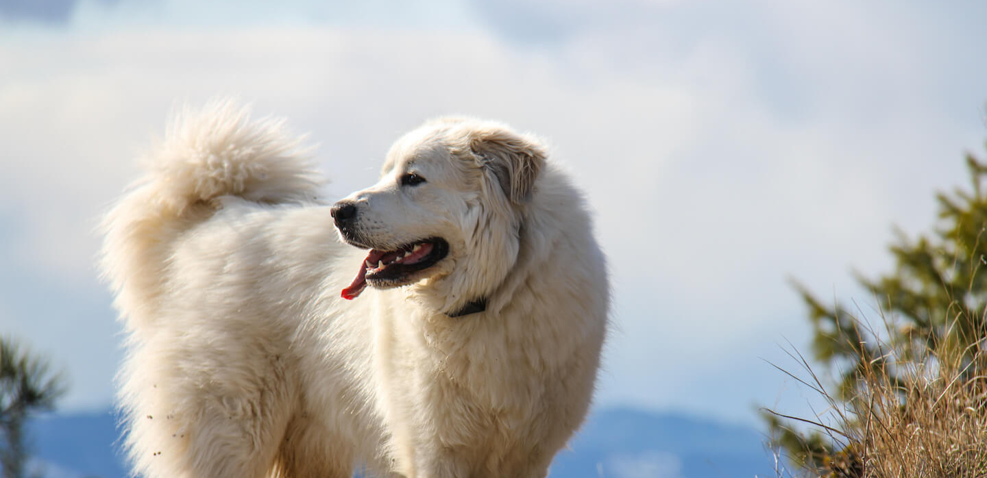 Cane da montagna dei Pirenei
